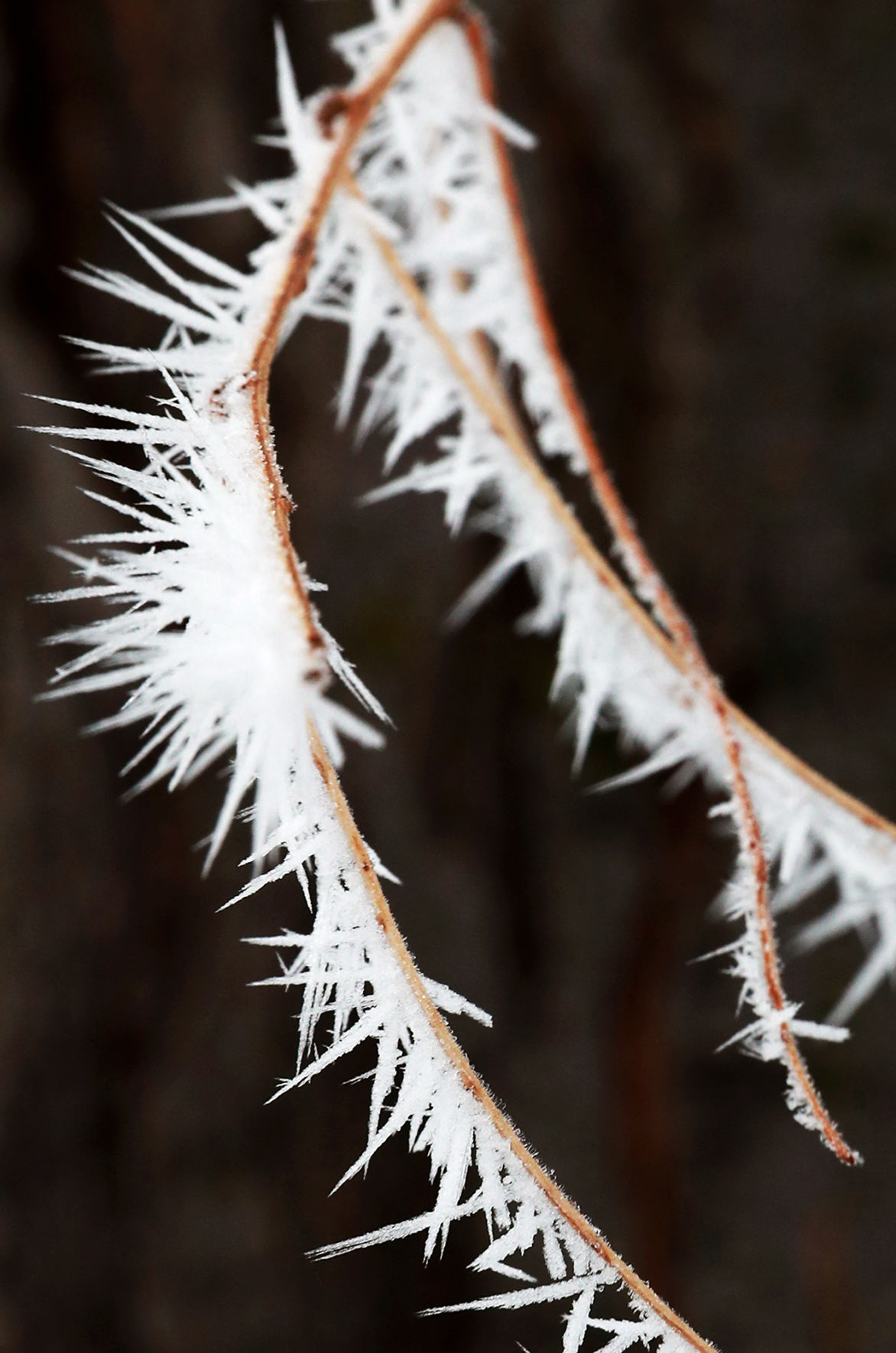 011420_Frostcicles002_bjs.JPG